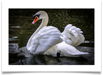 Bridgewater Swan digital - Carol Sparkes